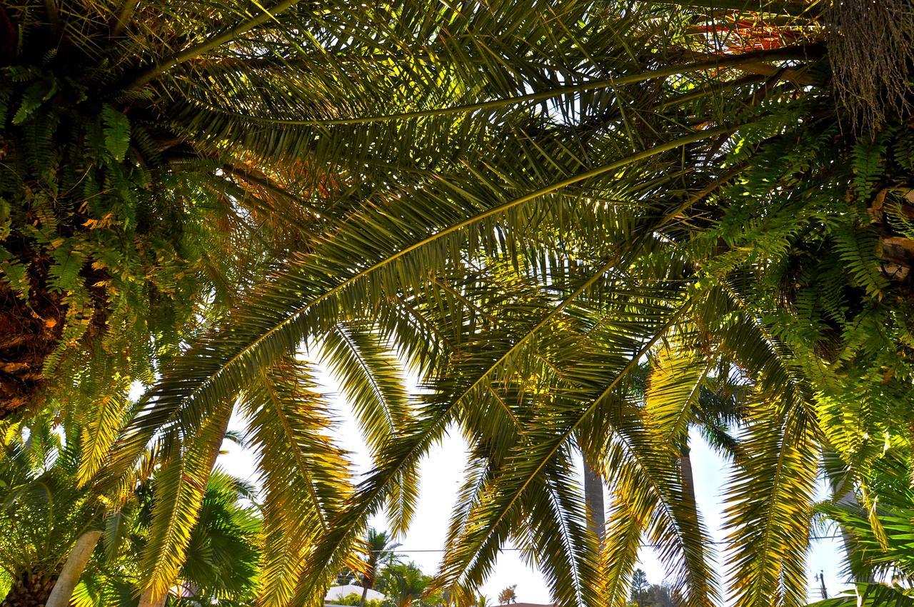 Twin Palms At Siesta Ξενοδοχείο Siesta Key Εξωτερικό φωτογραφία